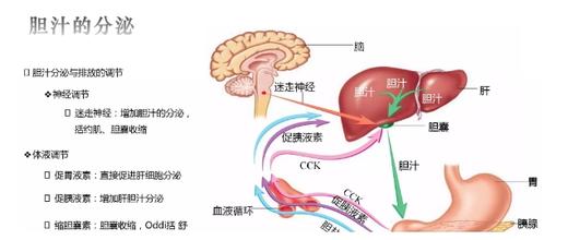 4.胆囊有什么作用？切除了影响大吗？ 商品图0