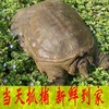 原生态甲鱼（2.5斤-3斤/只） 商品缩略图3