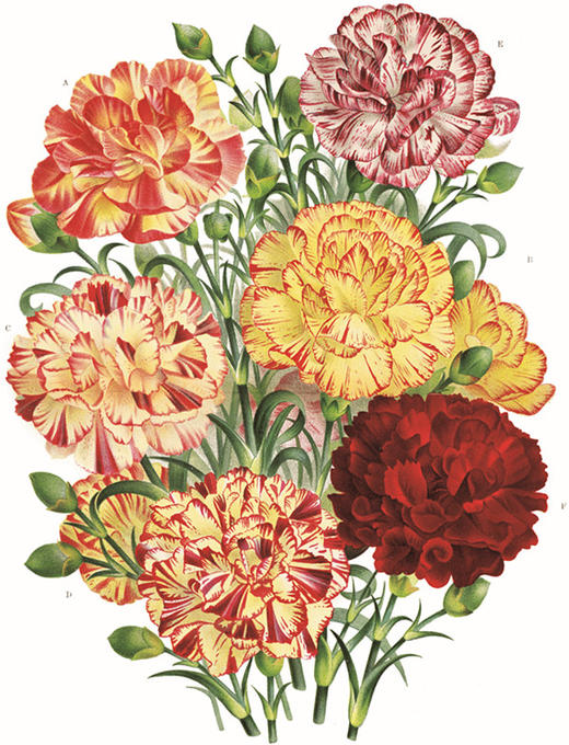 莎士比亚的花园 【英】西德尼·比斯利   商务印书馆 商品图3