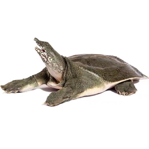 原生态甲鱼（2.5斤-3斤/只） 商品图1