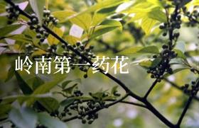 什么？它居然上过《舌尖上的中国》！ | 植物小课堂015
