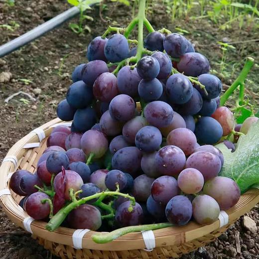 【BSS】【基地特供】户太8号葡萄 约500克 商品图0