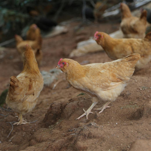 八乡农嫂散养150-220天以上的泉水鸡、当天现杀锁鲜（整只配送）原汁原味 商品图3