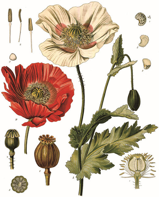 莎士比亚的花园 【英】西德尼·比斯利   商务印书馆 商品图5