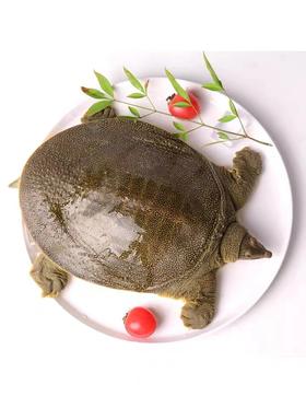 原生态甲鱼（2.5斤-3斤/只）