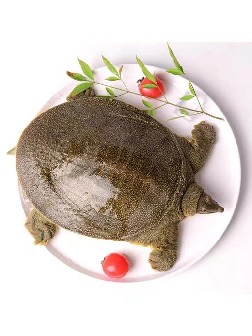 原生态甲鱼（2.5斤-3斤/只） 商品图0