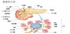 5.关于胰腺大家只想到与血糖有关，其实它还有一个更重要作用 商品缩略图0