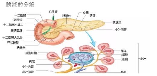 5.关于胰腺大家只想到与血糖有关，其实它还有一个更重要作用 商品图0