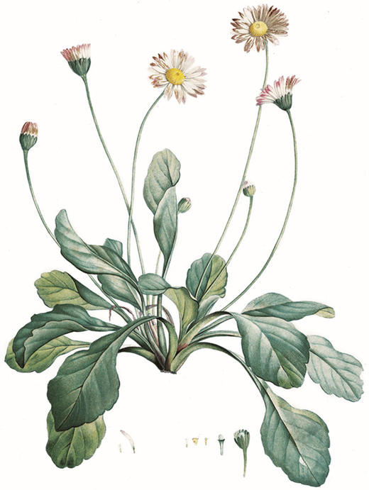 莎士比亚的花园 【英】西德尼·比斯利   商务印书馆 商品图1