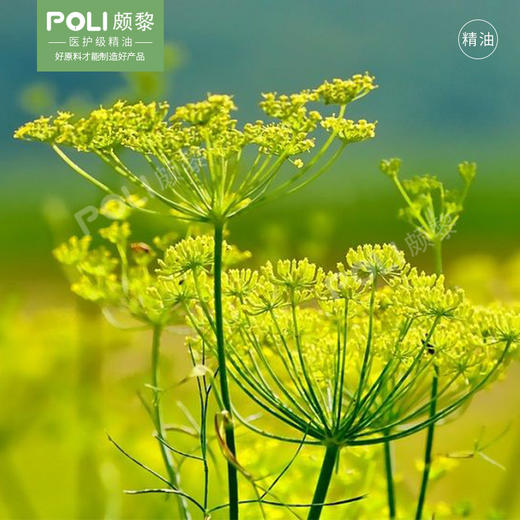 （埃及）甜茴香精油原料 商品图1