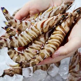 斑节虾 Striped Prawns 350g(4头)