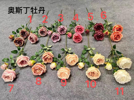 奥斯丁牡丹（运费自理） 商品图0