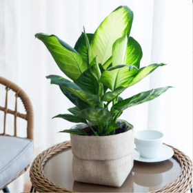 好看又好养的桌面绿植-万年青