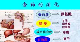 7.不同食物进入体内是如何被消化利用的