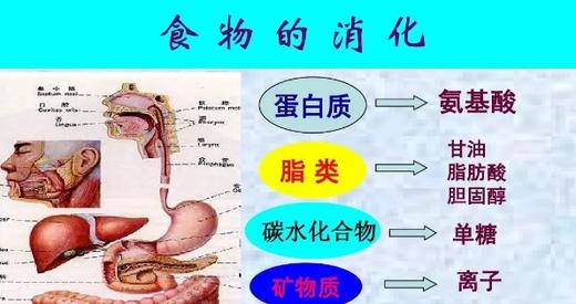 7.不同食物进入体内是如何被消化利用的 商品图0