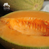 生态沙漠蜜瓜 | 合作生产*Eco-sweet melon of desert |Partner Production 商品缩略图2