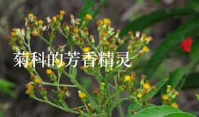 贵州十大苗药之一 | 植物小课堂028