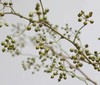 山归来【四季不只诗和远方，还有这人间草木】简小姐精选ins风小清新花材 山归来2枝 顺丰冷链包邮 下单5天发货 商品缩略图9