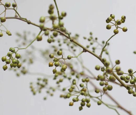 山归来【四季不只诗和远方，还有这人间草木】简小姐精选ins风小清新花材 山归来2枝 顺丰冷链包邮 下单5天发货 商品图9