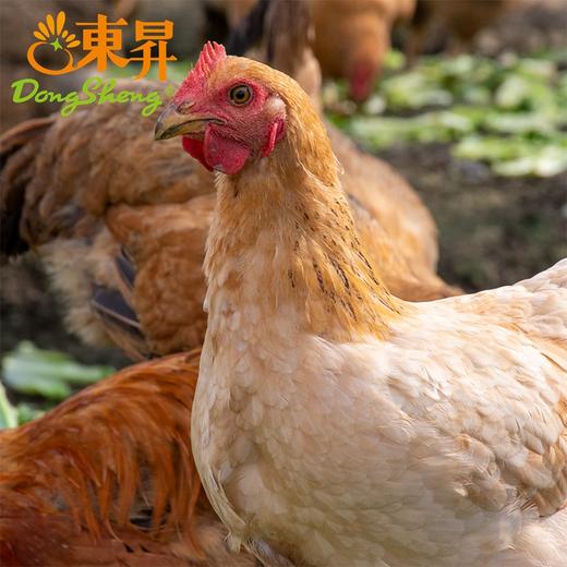 东升农场 散养走地鸡 整只光鸡发货 广东顺丰包邮 商品图2