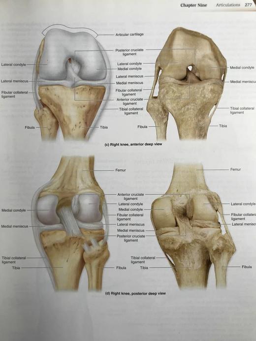 医学经典人体解剖（第二版） 数百幅彩色插图 精装大16开 商品图8