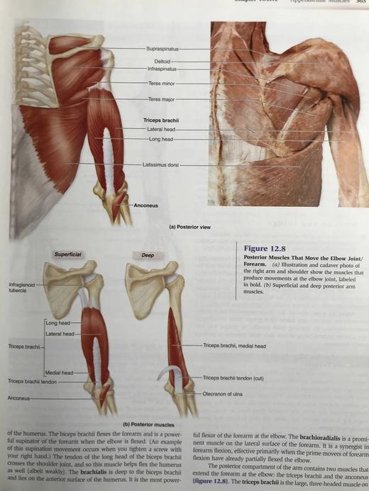 医学经典人体解剖（第二版） 数百幅彩色插图 精装大16开 商品图7
