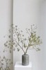 山归来【四季不只诗和远方，还有这人间草木】简小姐精选ins风小清新花材 山归来2枝 顺丰冷链包邮 下单5天发货 商品缩略图3