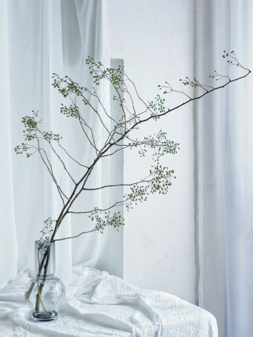 山归来【四季不只诗和远方，还有这人间草木】简小姐精选ins风小清新花材 山归来2枝 顺丰冷链包邮 下单5天发货 商品图0