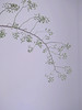 山归来【四季不只诗和远方，还有这人间草木】简小姐精选ins风小清新花材 山归来2枝 顺丰冷链包邮 下单5天发货 商品缩略图5