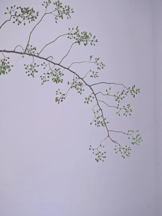 山归来【四季不只诗和远方，还有这人间草木】简小姐精选ins风小清新花材 山归来2枝 顺丰冷链包邮 下单5天发货 商品图5