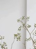 山归来【四季不只诗和远方，还有这人间草木】简小姐精选ins风小清新花材 山归来2枝 顺丰冷链包邮 下单5天发货 商品缩略图6