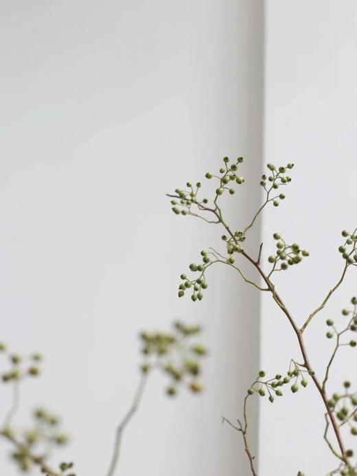 山归来【四季不只诗和远方，还有这人间草木】简小姐精选ins风小清新花材 山归来2枝 顺丰冷链包邮 下单5天发货 商品图6