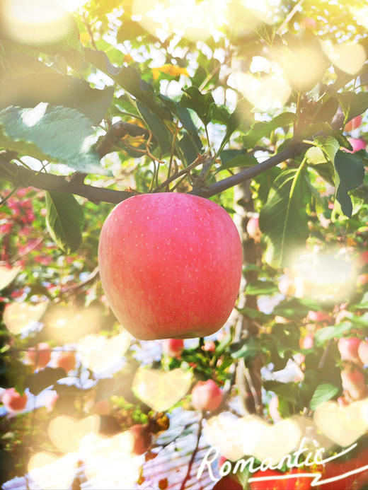 咸阳马栏红苹果12枚装 商品图1