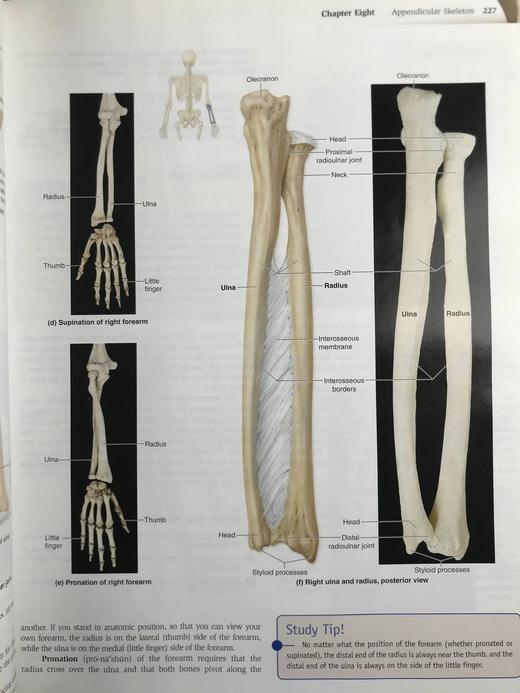 医学经典人体解剖（第二版） 数百幅彩色插图 精装大16开 商品图10
