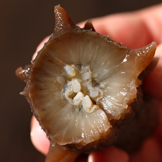 海朴藏珑干海参送礼礼盒  多规格可选 商品图4