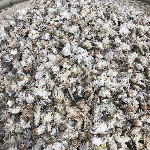 散菊花 商品图1