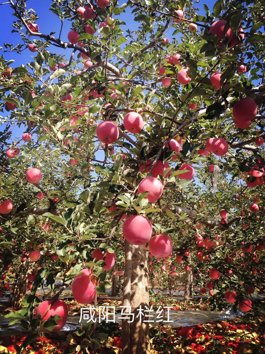 咸阳马栏红苹果12枚装 商品图4