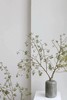 山归来【四季不只诗和远方，还有这人间草木】简小姐精选ins风小清新花材 山归来2枝 顺丰冷链包邮 下单5天发货 商品缩略图7