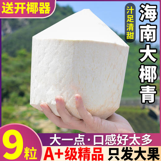 【码帮严选】香水奶椰  海南文昌椰青新鲜椰子孕妇水果牛奶热带当季椰汁整箱 商品图0