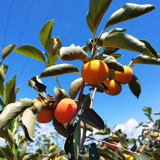 【心想“柿”成】临潼火晶柿子 商品图5