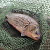 生态鲫鱼 | 合作生产* Eco-crucian carp | Coproduction 商品缩略图0