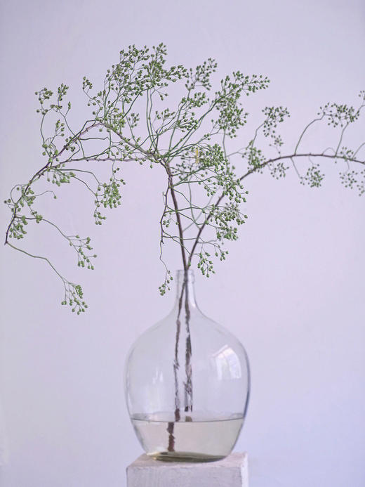 山归来【四季不只诗和远方，还有这人间草木】简小姐精选ins风小清新花材 山归来2枝 顺丰冷链包邮 下单5天发货 商品图4