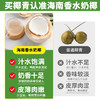 【码帮严选】香水奶椰  海南文昌椰青新鲜椰子孕妇水果牛奶热带当季椰汁整箱 商品缩略图2