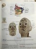 医学经典人体解剖（第二版） 数百幅彩色插图 精装大16开 商品缩略图11