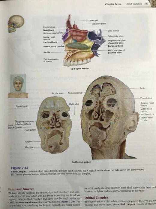 医学经典人体解剖（第二版） 数百幅彩色插图 精装大16开 商品图11