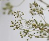 山归来【四季不只诗和远方，还有这人间草木】简小姐精选ins风小清新花材 山归来2枝 顺丰冷链包邮 下单5天发货 商品缩略图11