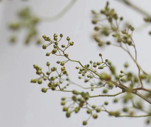 山归来【四季不只诗和远方，还有这人间草木】简小姐精选ins风小清新花材 山归来2枝 顺丰冷链包邮 下单5天发货 商品图11
