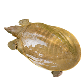 【鲜活】黄金甲鱼 单只2-2.1斤上下  需要杀鱼备注　不备注不杀　1条1斤以上需补差价