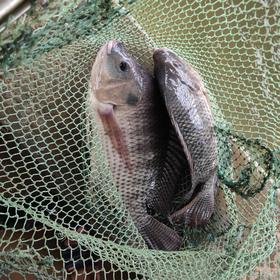 生态罗非鱼 （冷鲜，仅限省内下单 ）| 合作生产 * Eco- Tilapia | Coproduction