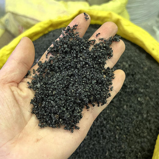 黑蚂蚁 商品图1